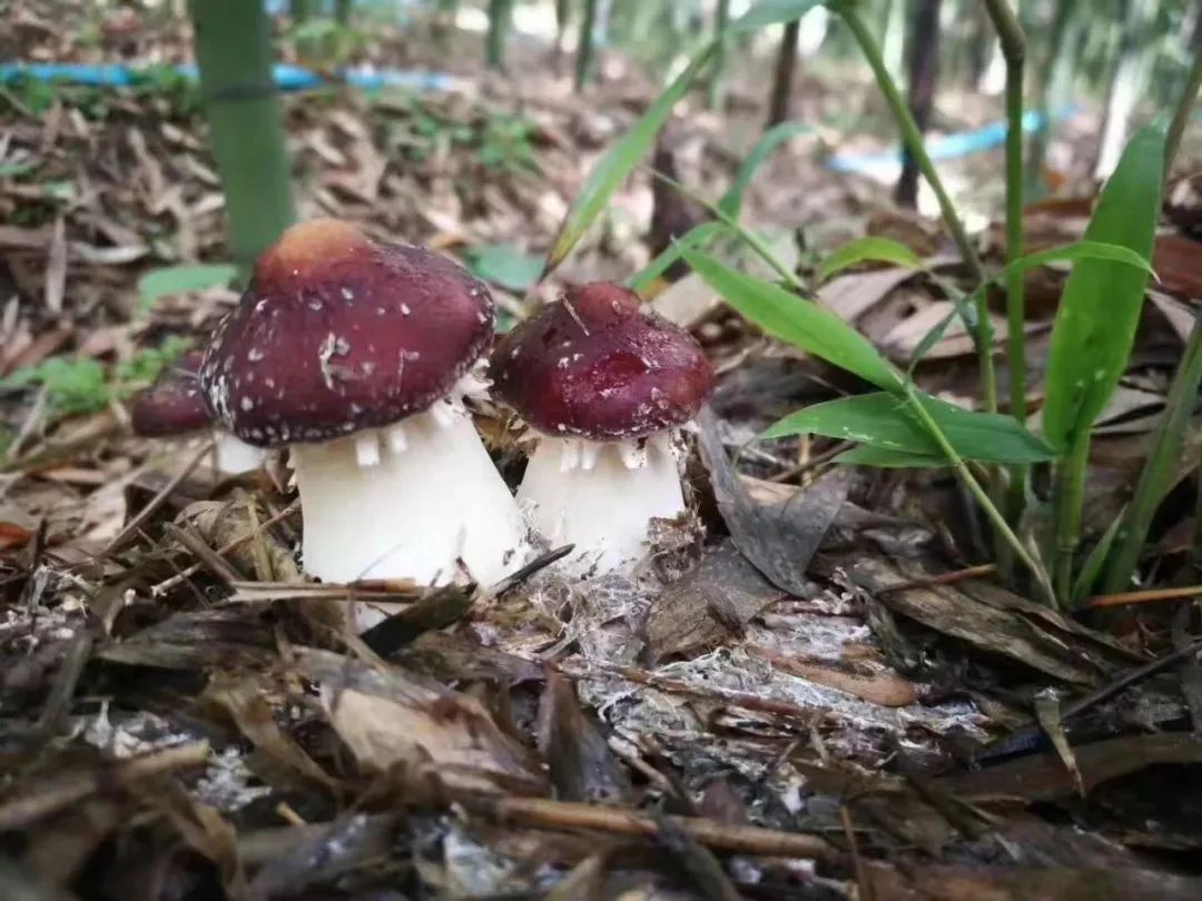 圖片關鍵詞